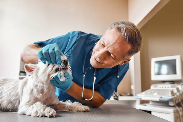 Best Emergency Dental Care for Broken or Chipped Teeth in Lantana, FL
